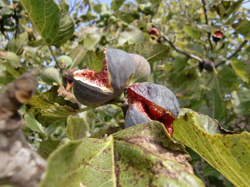 Agroturisme Perola - Only Adults Llucmajor  Bagian luar foto