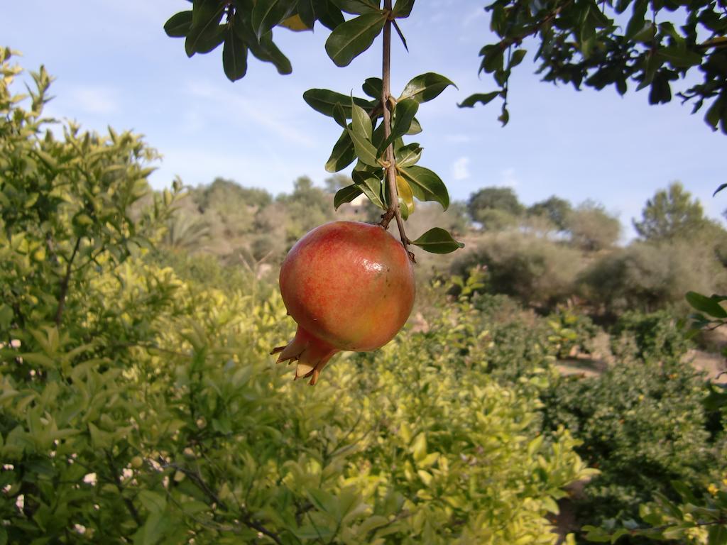 Agroturisme Perola - Only Adults Llucmajor  Bagian luar foto